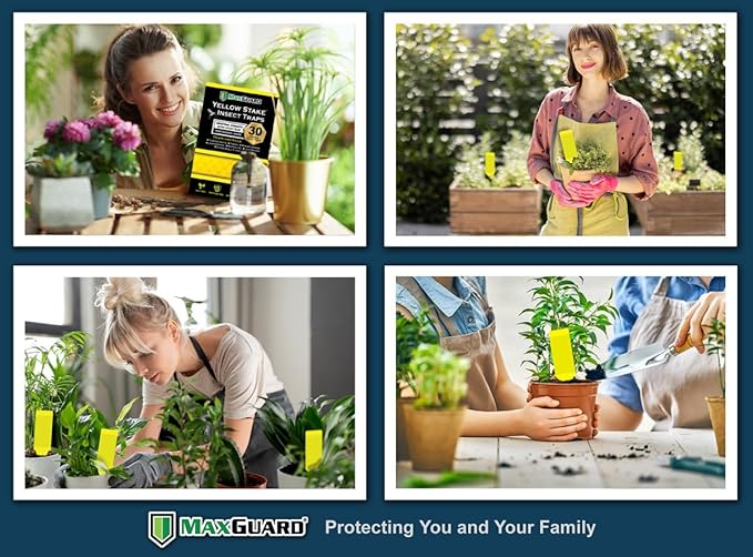MAXGUARD (30 Pack) Yellow Stake Sticky Insect/Bug Traps - Catch and Kill Fungus Gnats, Whiteflies, Mosquitos, Aphids, Leaf Miners, Flying Insect Catcher Glue Trappers for Indoor or Outdoor