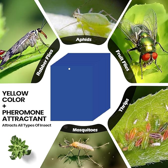 Qualirey 100 Pcs 6 x 8 Inch Sticky Traps for Gnats Dual Sided Fruit Fly Sticky Traps for Indoor and Outdoor Plant with Twist Ties and Plastic Holders for Flying Plant Insect, Fungus Gnats (Blue)