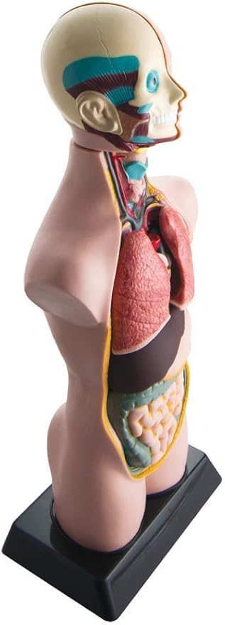hand2mind 19 Inch Tabletop Human Torso Model, Anatomically Accurate Kit, 10 Removable Human Organs, Anatomy Model for Kids, Human Anatomy Torso Model, Science School Supplies, Trachea Model