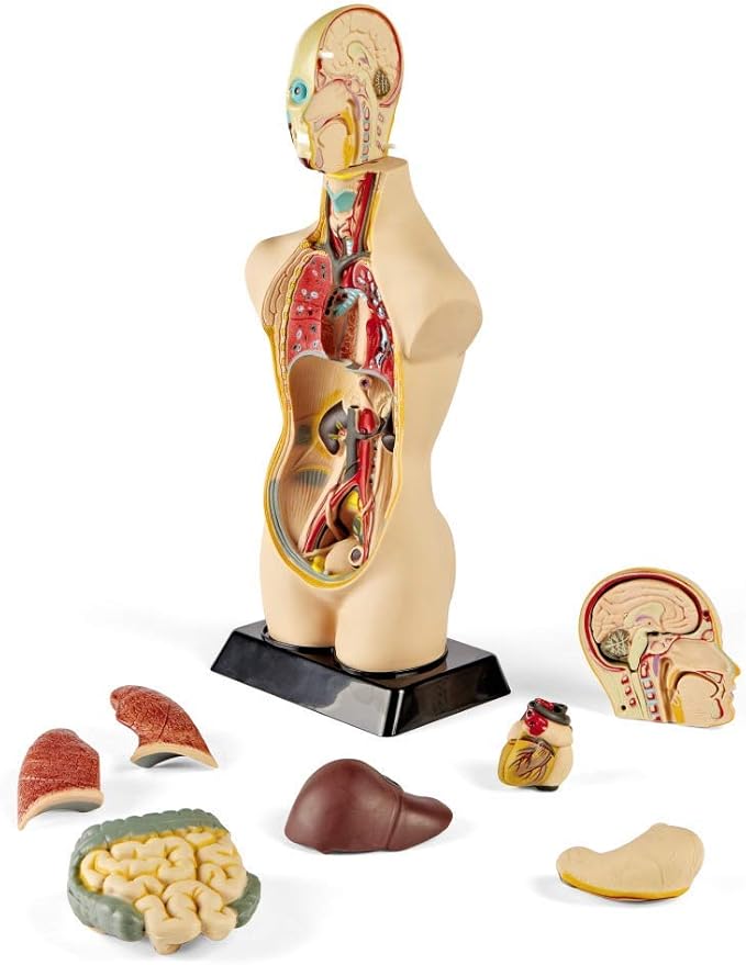 hand2mind 19 Inch Tabletop Human Torso Model, Anatomically Accurate Kit, 10 Removable Human Organs, Anatomy Model for Kids, Human Anatomy Torso Model, Science School Supplies, Trachea Model