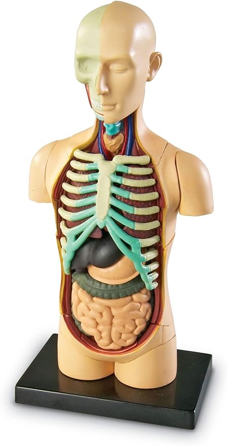 Learning Resources Human Body Model, Science Classroom Demonstration Tools, Realistic Human Anatomy Display, 31 Pieces, Grades 3+, Ages 8+