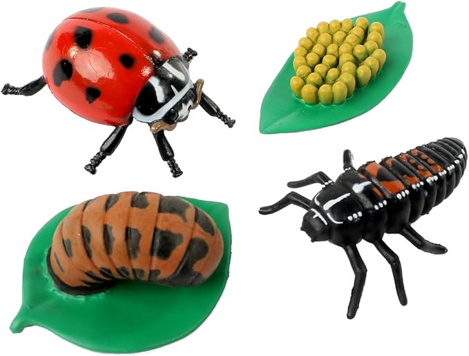 Insect Lore Ladybug Life Cycle - 4 PC Insect Figure Shows Life Of Lady Bug