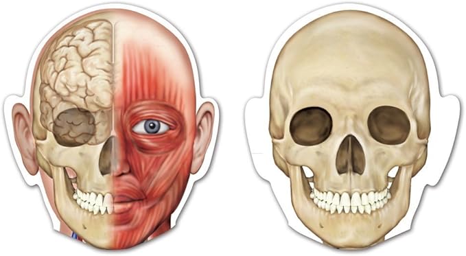 Learning Resources Double-Sided Magnetic Human Body – Anatomy Model, Body Parts for Students, STEM Classroom Essentials, Skeleton Kit for Doctors, Science Classrooms and Homeschool Essentials