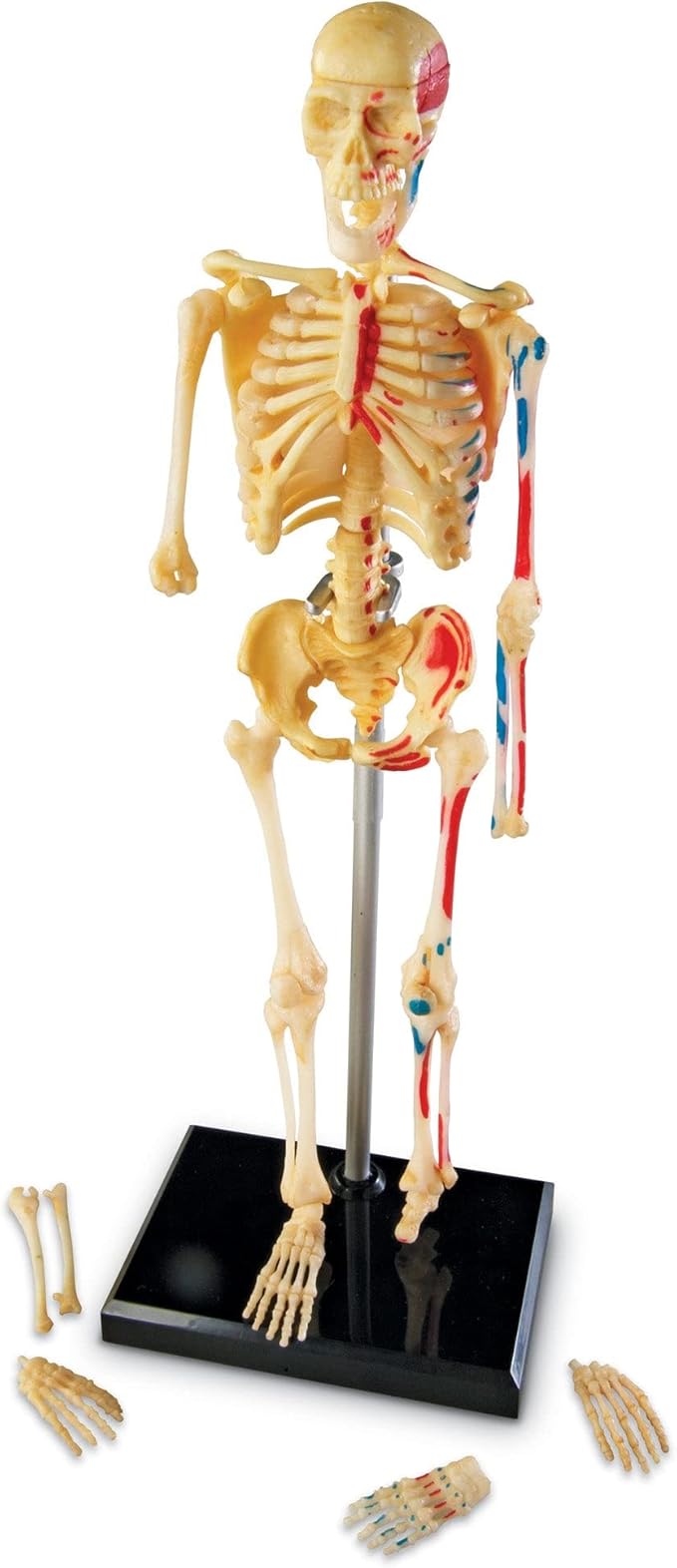 Learning Resources Skeleton Model, Science Classroom Must Haves, STEM Student Essentials, Practice Anatomy, Back to School Supplies for Teachers