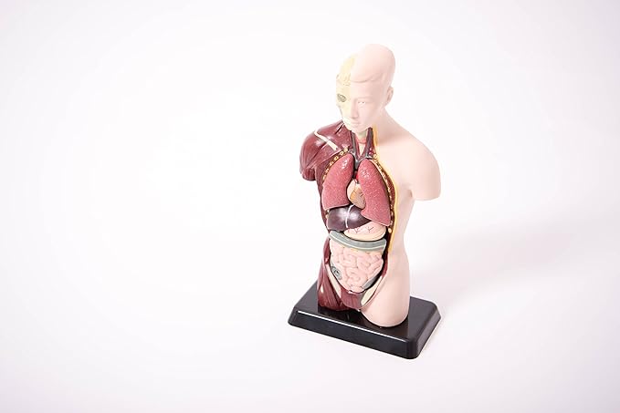 Edu Science 03093 Vinco Mini Torso, Multi-Color