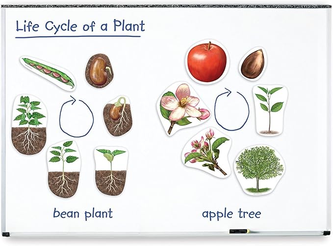 Learning Resources Giant Magnetic Plant Life Cycle - STEM Growing Seed, Montessori Tree , Biology Cards, Classroom Teacher Must Haves Activities, Science Homeschool Essentials, Gifts for Students