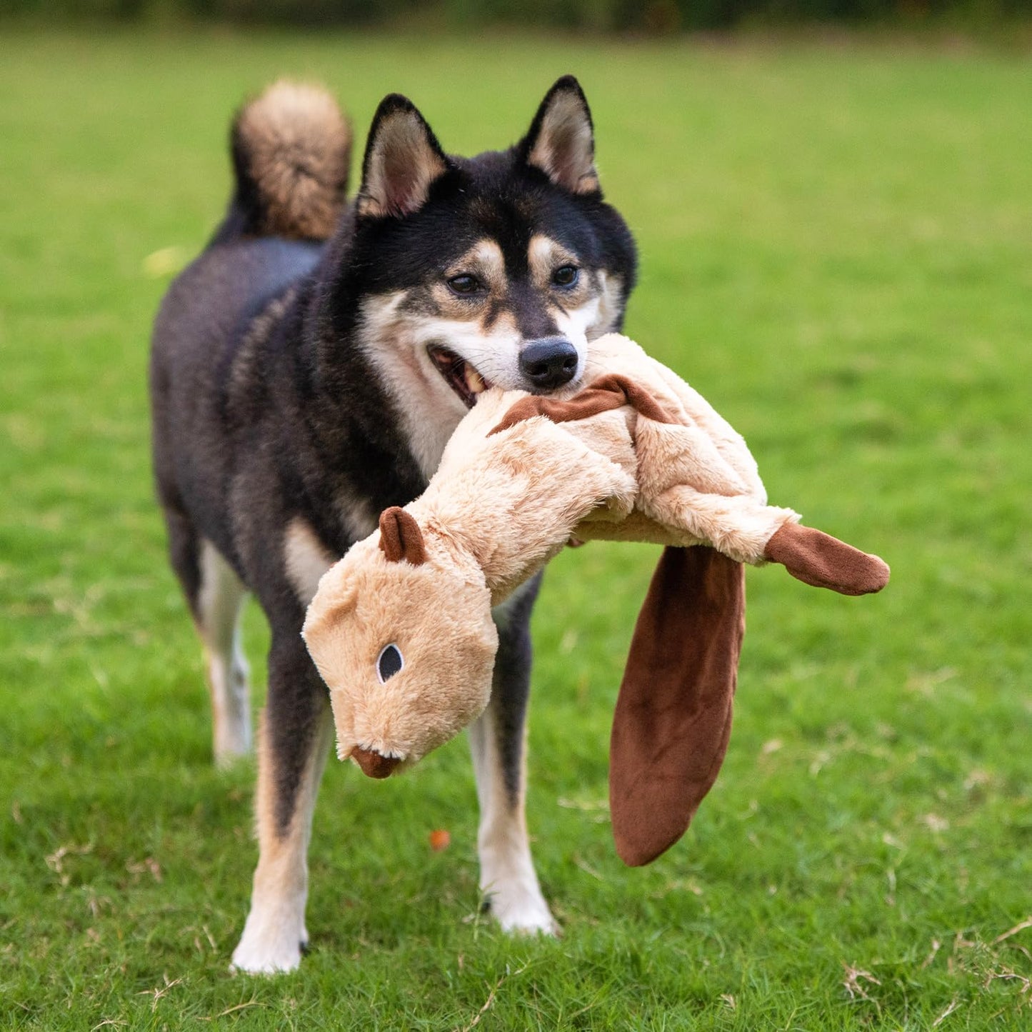 Best Pet Supplies 2-in-1 Stuffless Squeaky Dog Toys with Soft, Durable Fabric for Small, Medium, and Large Pets, No Stuffing for Indoor Play, Supports Active Biting and Play - 4 Figures, Small