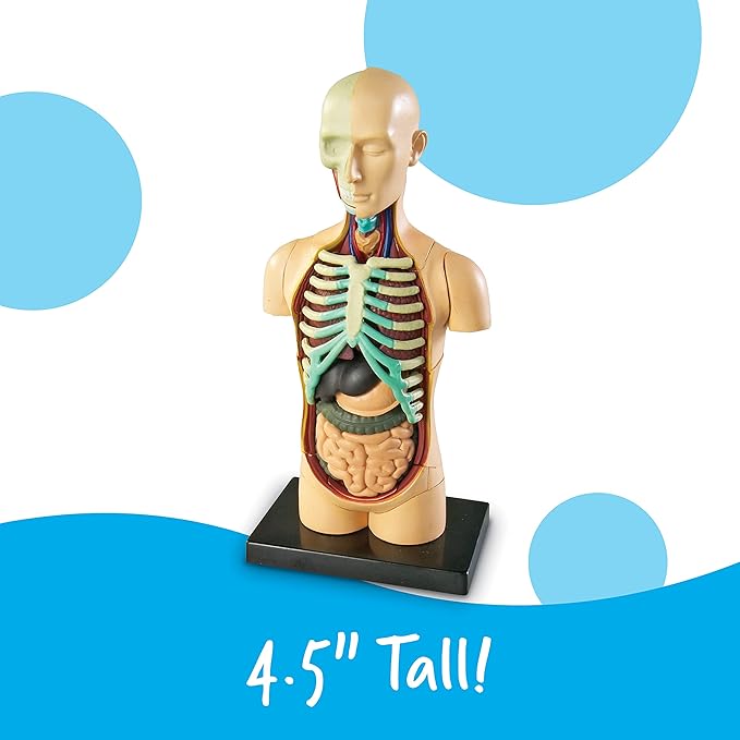 Learning Resources Human Body Model, Science Classroom Demonstration Tools, Realistic Human Anatomy Display, 31 Pieces, Grades 3+, Ages 8+