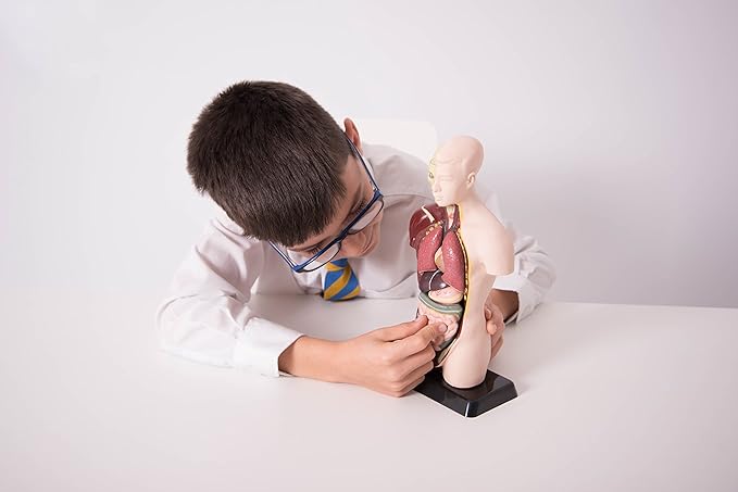 Edu Science 03093 Vinco Mini Torso, Multi-Color