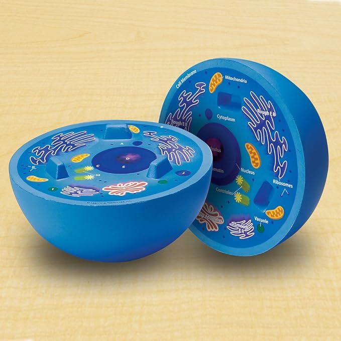 Learning Resources Cross-Section Animal Cell Model - STEM Biology Gifts, Molecular Science Activities , Microbiology ,Classroom and Teacher Must Haves, Homeschool Materials, Model Kit Tools