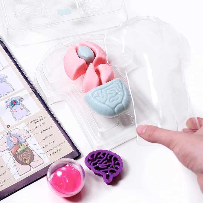 Thames & Kosmos Gross Anatomy: Make-Your-Own Squishy Human Body STEM Experiment Kit | Make Colorful Models of Human Organs with Slime & Putty | Fun, Tactile Intro to Human Anatomy | 5 Cool Activities