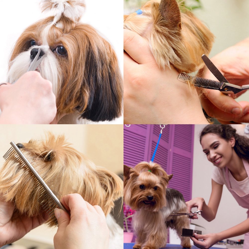 iSeaFly Dog Grooming Scissors Kit with Round Tip, 6 in 1 Cat Dog Scissors, Stainless Steel Pet Grooming Shears, Straight, Curved, Thinning Shears, Comb for Full Body, Face, Nose, Ear & Paw