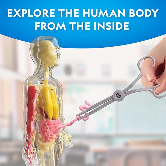 National Geographic Human Body Model for Kids That Glows in The Dark - 32-Piece Interactive Anatomy Model with Bones, Organs, Muscles, Science Kit Stocking Stuffer, Anatomy & Physiology Study Tools