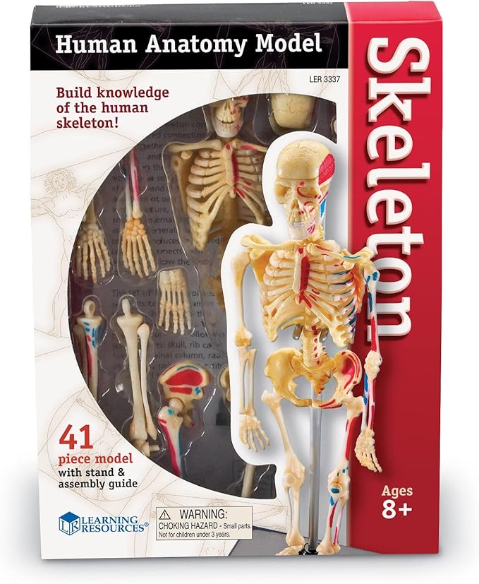 Learning Resources Skeleton Model, Science Classroom Must Haves, STEM Student Essentials, Practice Anatomy, Back to School Supplies for Teachers
