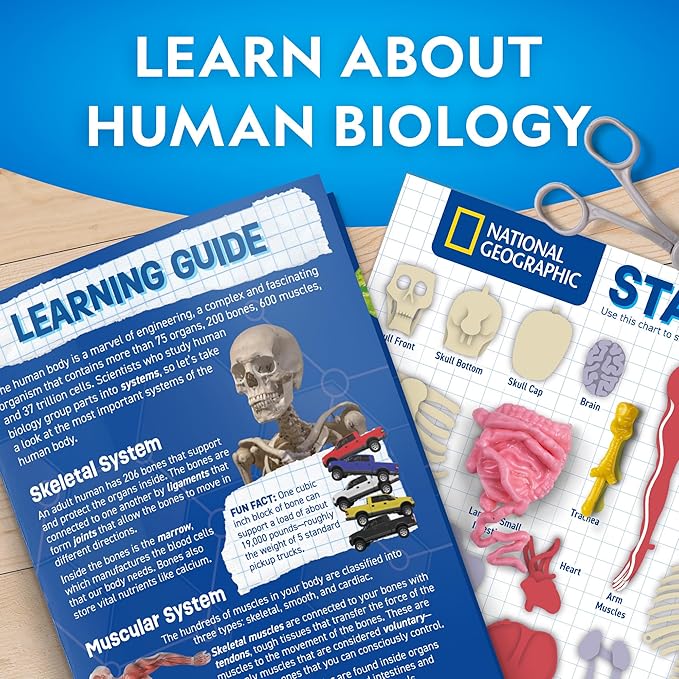 National Geographic Human Body Model for Kids That Glows in The Dark - 32-Piece Interactive Anatomy Model with Bones, Organs, Muscles, Science Kit Stocking Stuffer, Anatomy & Physiology Study Tools