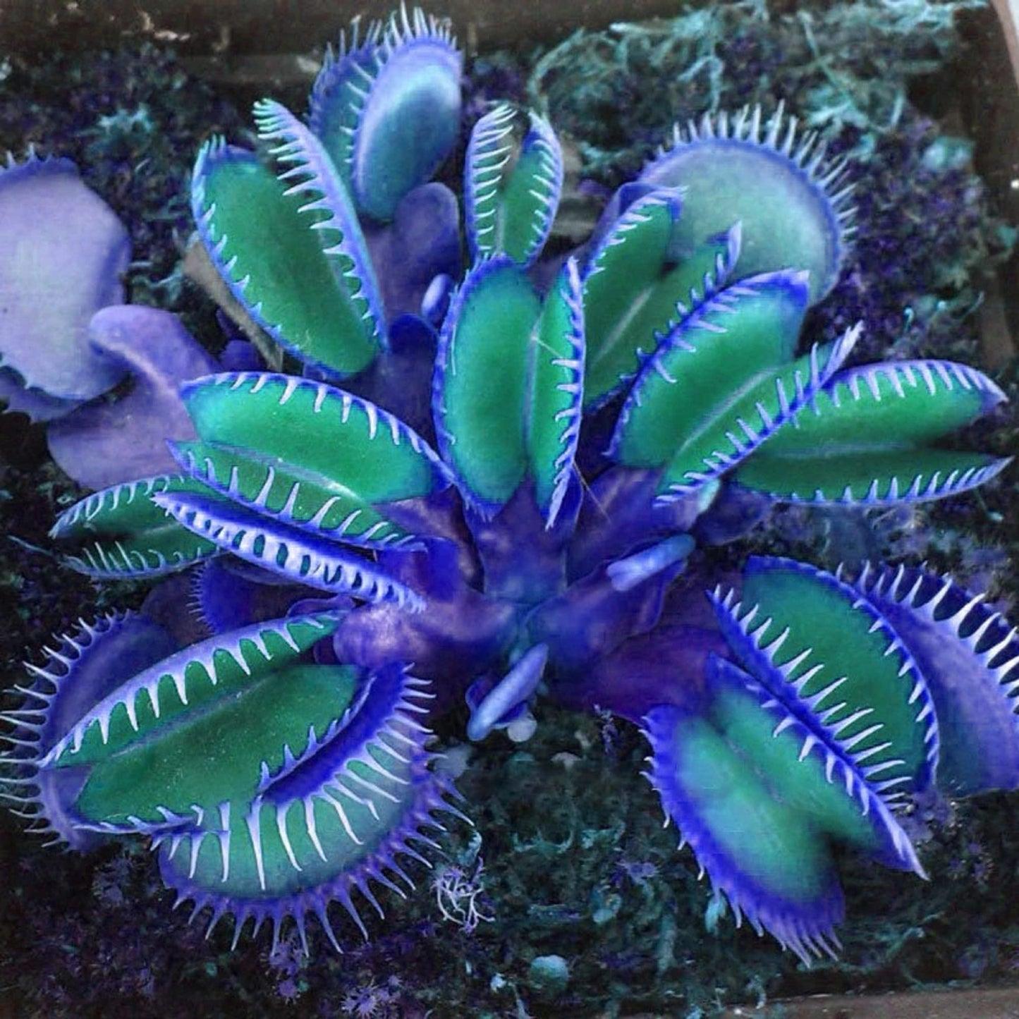 CHUXAY GARDEN Blue Carnivorous Plant Seed 70 Seeds Rare Color Pitcher Beautiful Potted Plants Desktop Bonsai
