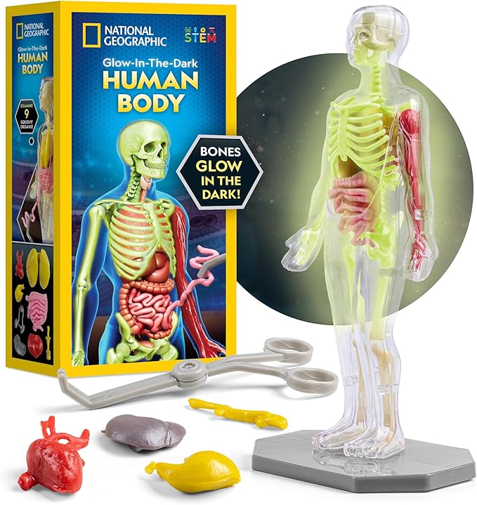 National Geographic Human Body Model for Kids That Glows in The Dark - 32-Piece Interactive Anatomy Model with Bones, Organs, Muscles, Science Kit Stocking Stuffer, Anatomy & Physiology Study Tools