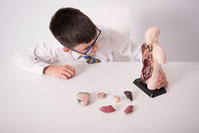 Edu Science 03093 Vinco Mini Torso, Multi-Color
