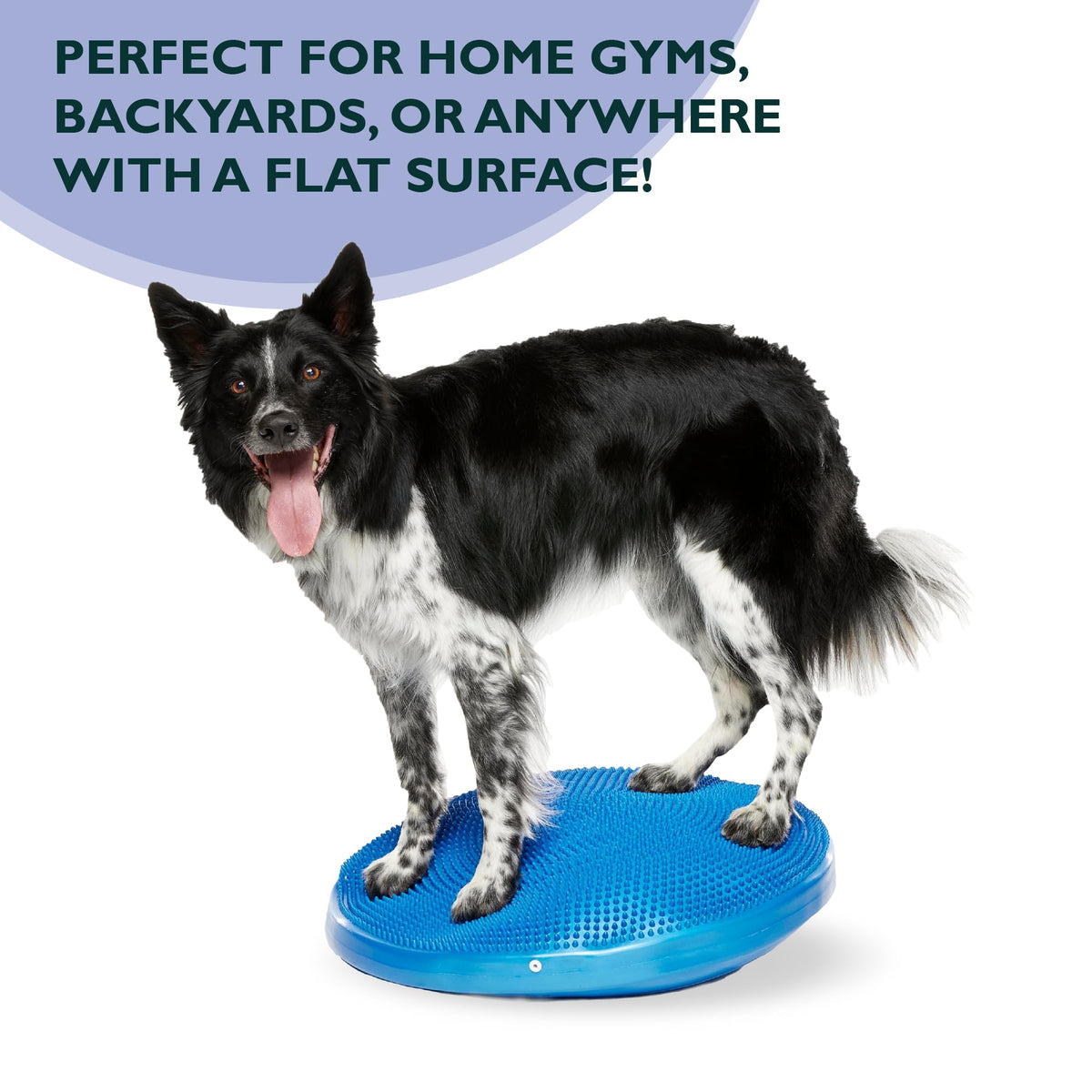 FitPAWS® Dog Balance Disc – 22”, Blue | Dog Exercise Equipment | Workout Tool for Strength, Core, Stability & Rehabilitation