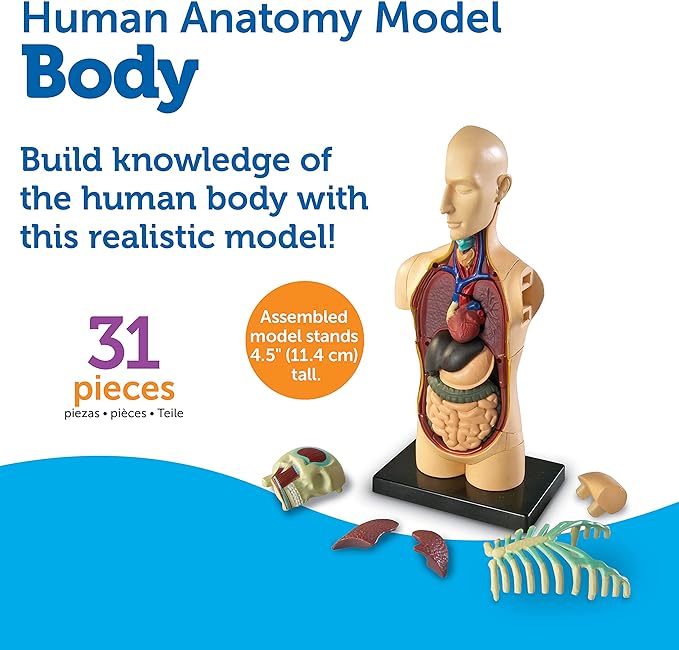 Learning Resources Human Body Model, Science Classroom Demonstration Tools, Realistic Human Anatomy Display, 31 Pieces, Grades 3+, Ages 8+