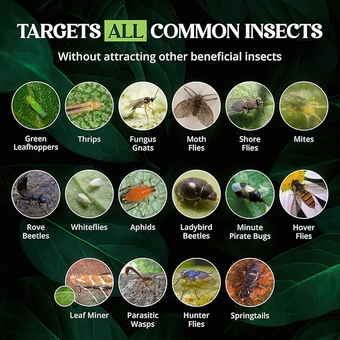 Catchmaster GRO Yellow Regular Double Sided Sticky Traps 36PK, Adhesive Bug & Fruit Fly Trap, Pest Control for Home, Farm, Garden, Hydroponics & Greenhouse, Protect Live Plants Indoor & Outdoor