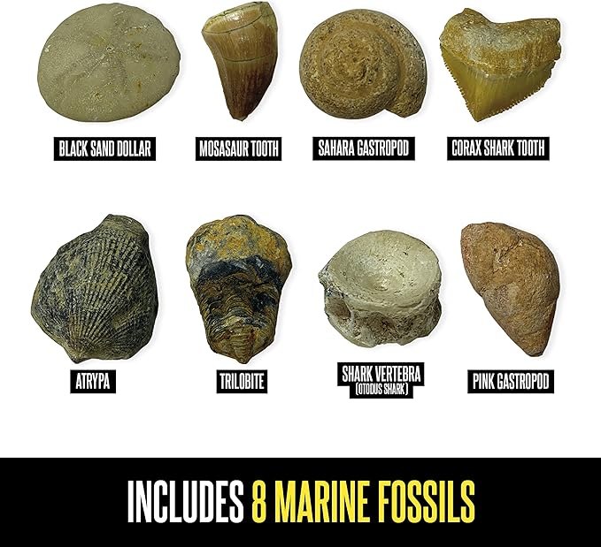 Educational Insights GeoSafari Fossil Excavation Kit, Kids Science Kit, Dinosaur Science Toy, Ages 7+
