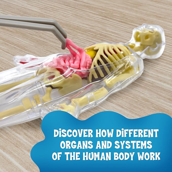 Thames & Kosmos Ooze Labs: Visible Human Body with Squishable Organs