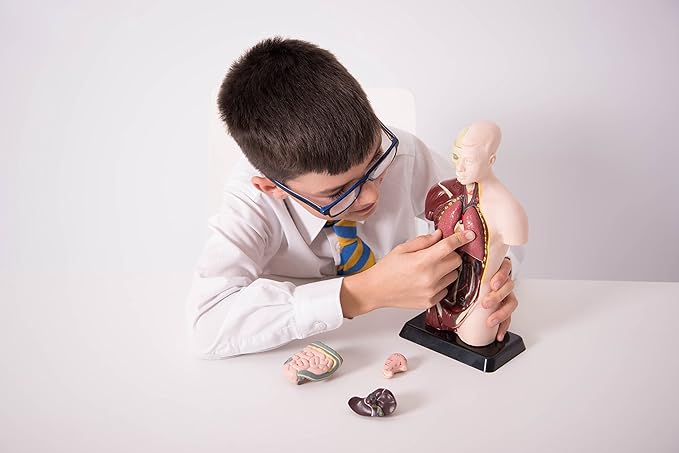 Edu Science 03093 Vinco Mini Torso, Multi-Color