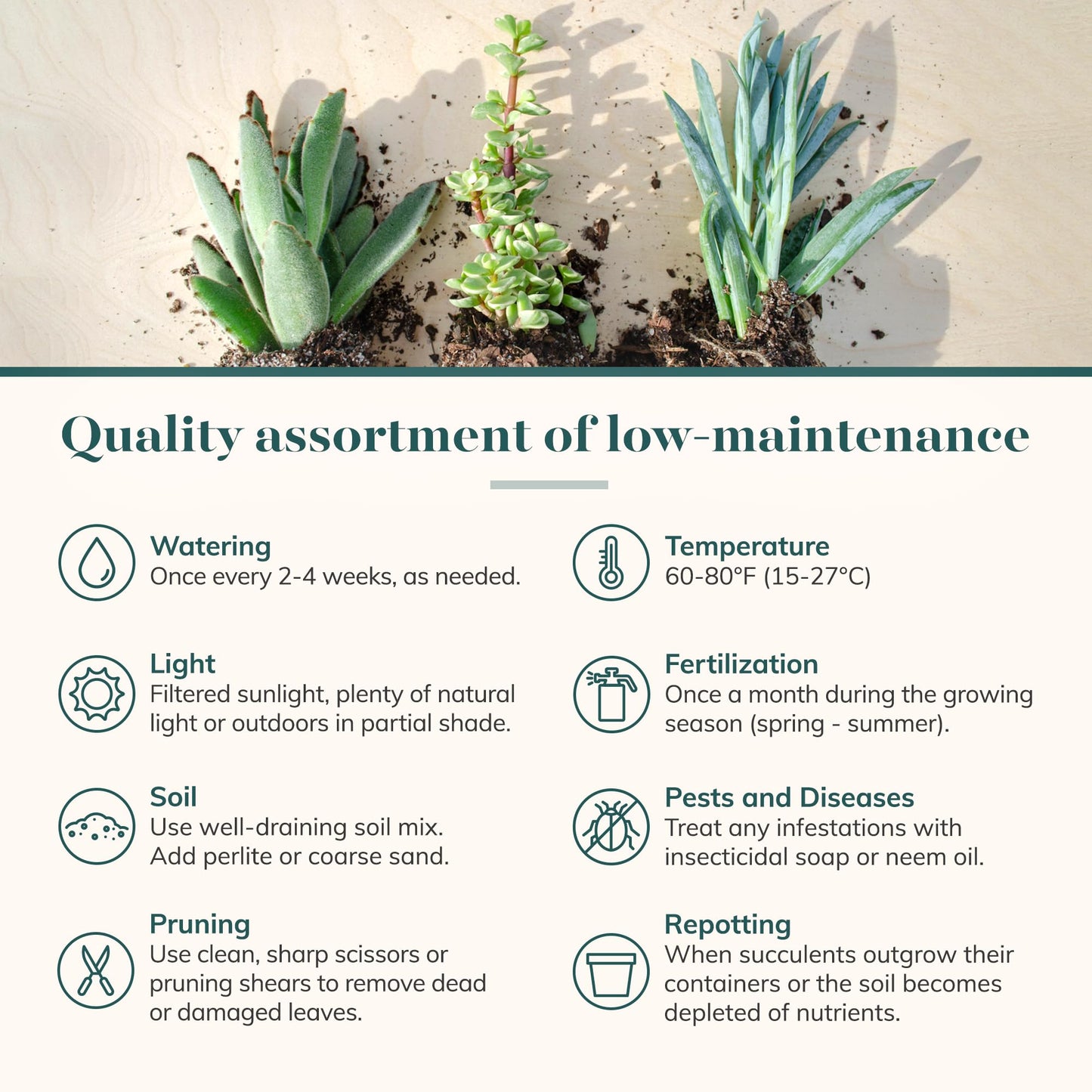Shop Succulents Unique Succulent Plant Pack Bulk Collection - Live Mini Succulent Plants, Low Maintenance, Exceptional Colors & Textures - Wedding and Party Favors, Gift & Garden, Pack of 20