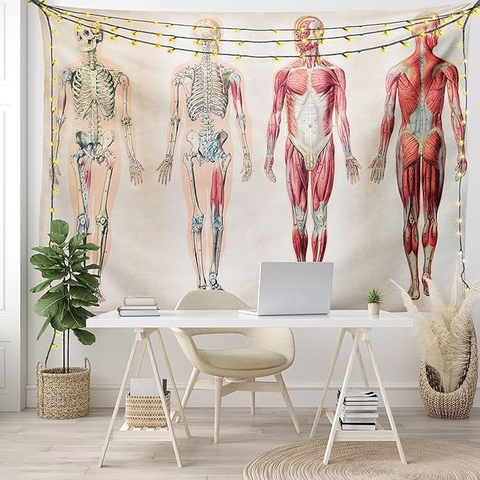 Ambesonne Human Anatomy Tapestry, Vintage Chart of Body Front Back Skeleton and Muscle System Bone Mass Graphic, Fabric Wall Hanging Decor for Bedroom Living Room Dorm, 28" X 23", Ruby Cream