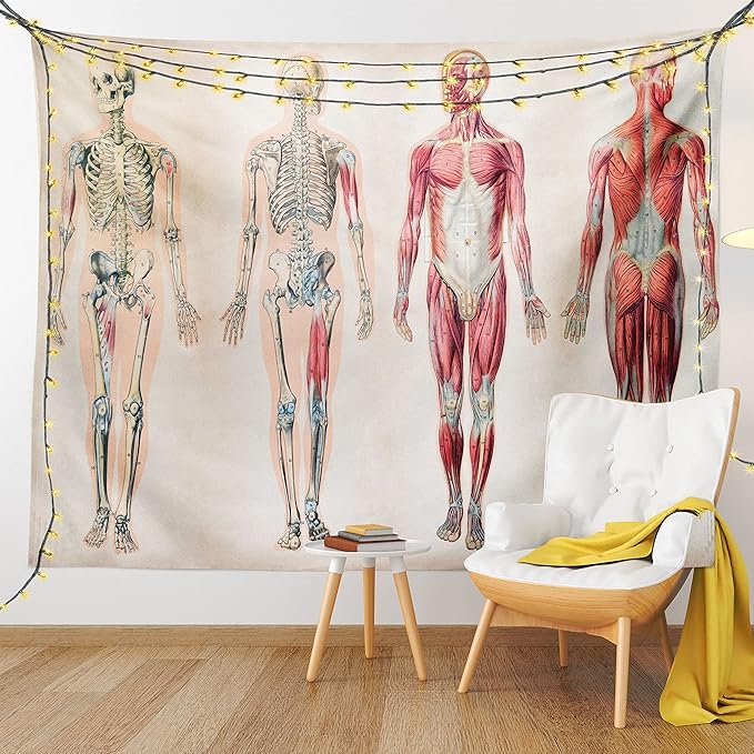 Ambesonne Human Anatomy Tapestry, Vintage Chart of Body Front Back Skeleton and Muscle System Bone Mass Graphic, Fabric Wall Hanging Decor for Bedroom Living Room Dorm, 28" X 23", Ruby Cream