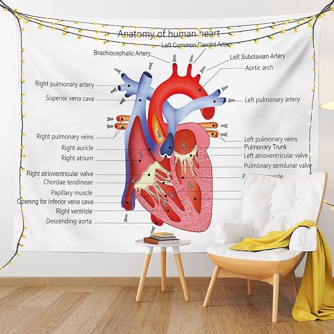 Ambesonne Science Tapestry, Structure of the Heart Human Body Anatomy Organ Veins Cardiology, Fabric Wall Hanging Decor for Bedroom Living Room Dorm, 45" X 30", Coral Red