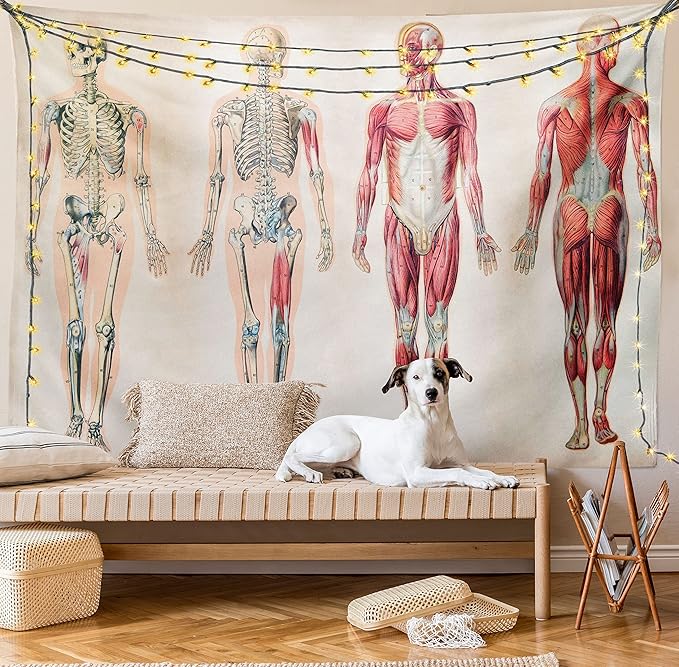 Ambesonne Human Anatomy Tapestry, Vintage Chart of Body Front Back Skeleton and Muscle System Bone Mass Graphic, Fabric Wall Hanging Decor for Bedroom Living Room Dorm, 28" X 23", Ruby Cream