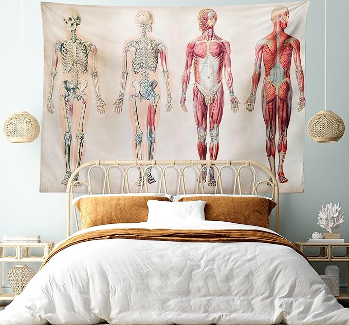 Ambesonne Human Anatomy Tapestry, Vintage Chart of Body Front Back Skeleton and Muscle System Bone Mass Graphic, Fabric Wall Hanging Decor for Bedroom Living Room Dorm, 28" X 23", Ruby Cream