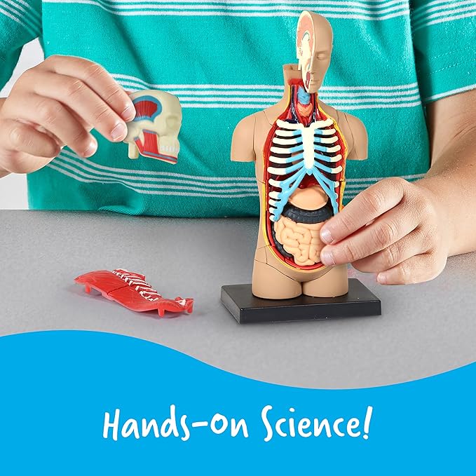 Learning Resources Human Body Model, Science Classroom Demonstration Tools, Realistic Human Anatomy Display, 31 Pieces, Grades 3+, Ages 8+