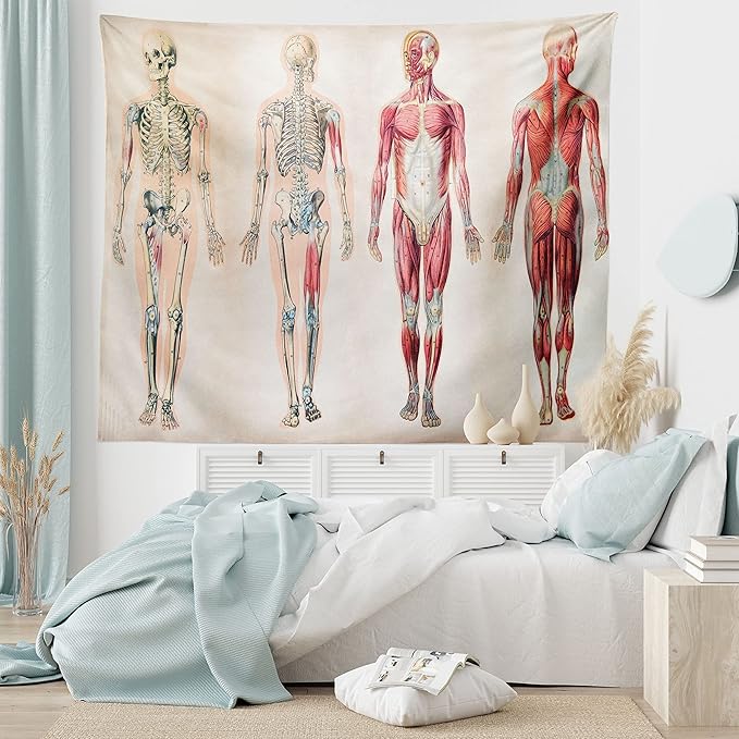 Ambesonne Human Anatomy Tapestry, Vintage Chart of Body Front Back Skeleton and Muscle System Bone Mass Graphic, Fabric Wall Hanging Decor for Bedroom Living Room Dorm, 28" X 23", Ruby Cream