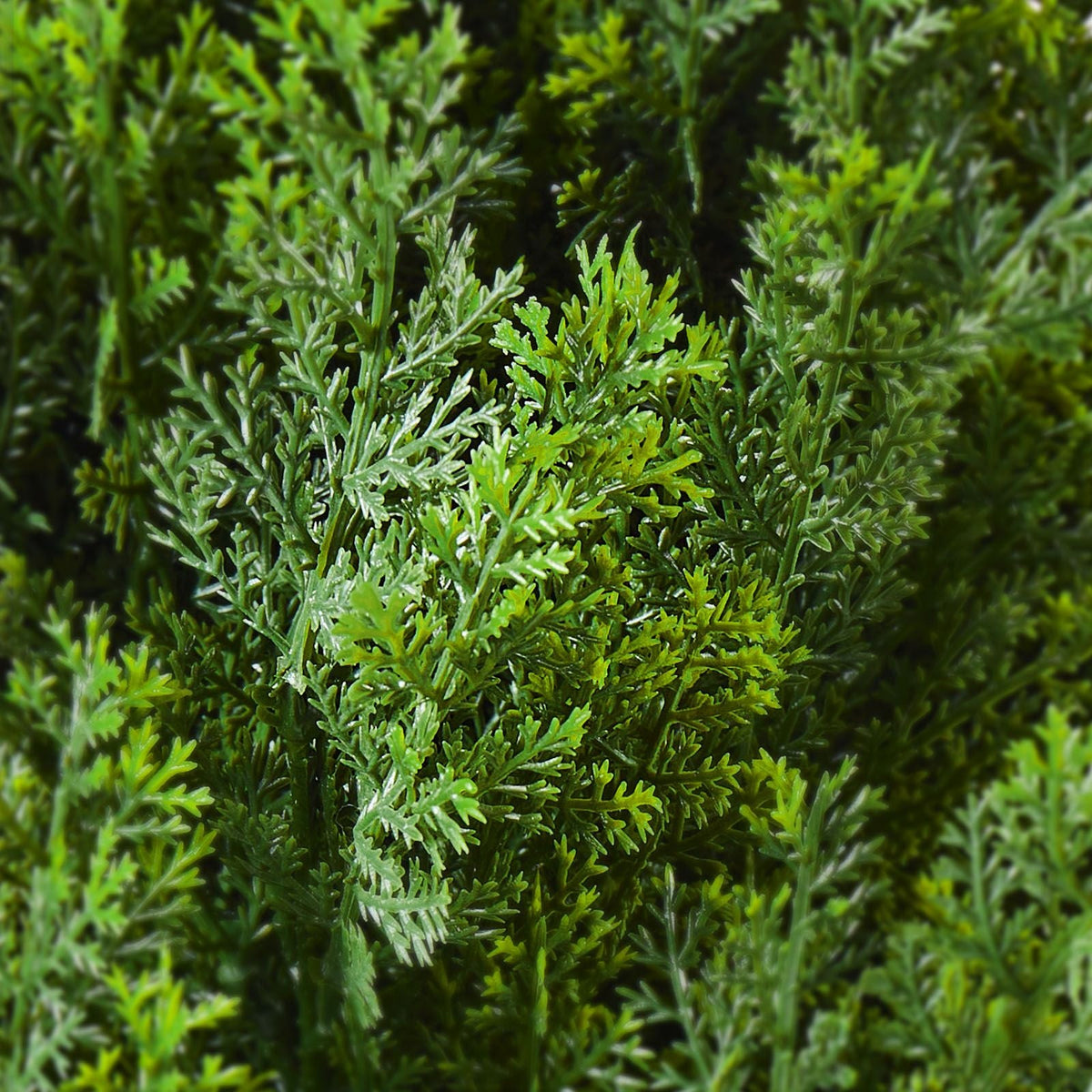 Artificial Cedar Topiary Tree, 48 inch Tall (2 Pieces), with Extra Leaves & Pot Faux Evergreen Fake Pine Cypress Trees Plant, UV Rated Artificial Greenery Set for Home Decor Indoor/Outdoor