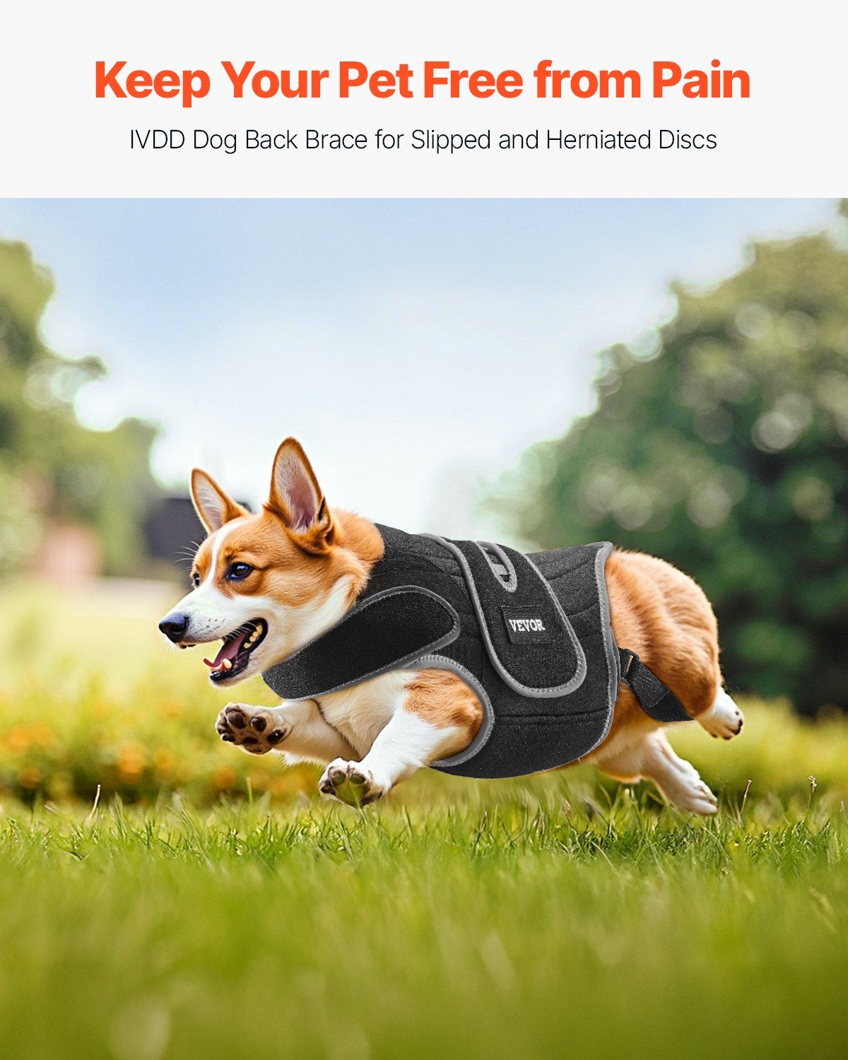 Dog Back Brace Adjustable Dog Spine Support Harness for IVDD After-Surgery