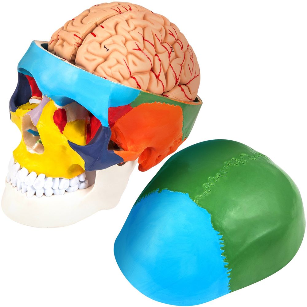 Human Skull Model, 8 Parts Brain Human Skull Anatomy, Life-Size Learning Skull with Brain, PVC Painted Human Skull Model, Labeled Anatomical Skull, for Medical Teaching, Researching and Learning