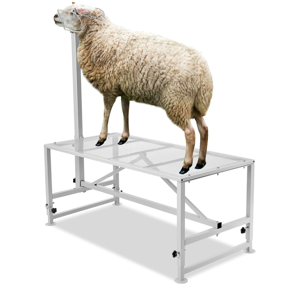 Goat & Sheep Stand, 47x23 inch Livestock Stand, Metal Livestock Milking and Shearing Stand 21" to 33" Adjustable Height, with Headpiece and Nose Loop, 500lbs Loading Weight, White