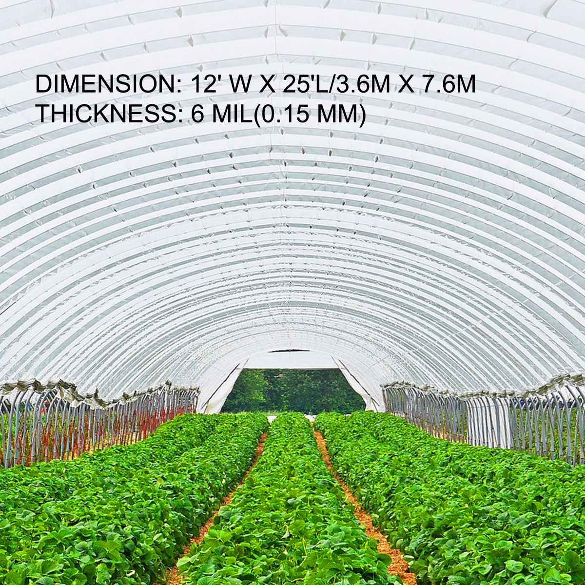 Greenhouse Film 12 x 25 ft, Greenhouse Polyethylene Film 6 Mil Thickness, Greenhouse Clear Plastic Film UV Resistant, Polyethylene Film Keep Warming, Greenhouse Plastic Superior Toughness