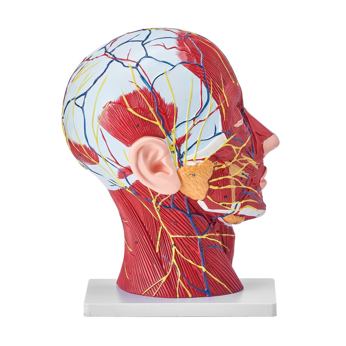 Human Half Head Superficial Neurovascular Model with Musculature, 1:1 Life Size Anatomical Head Neck Model Skull and Brain for Professional Teaching Learning, Kids Learning Education Display