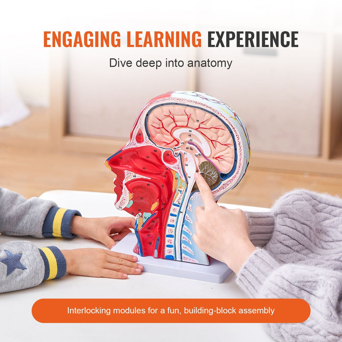 Human Half Head Superficial Neurovascular Model with Musculature, 1:1 Life Size Anatomical Head Neck Model Skull and Brain for Professional Teaching Learning, Kids Learning Education Display