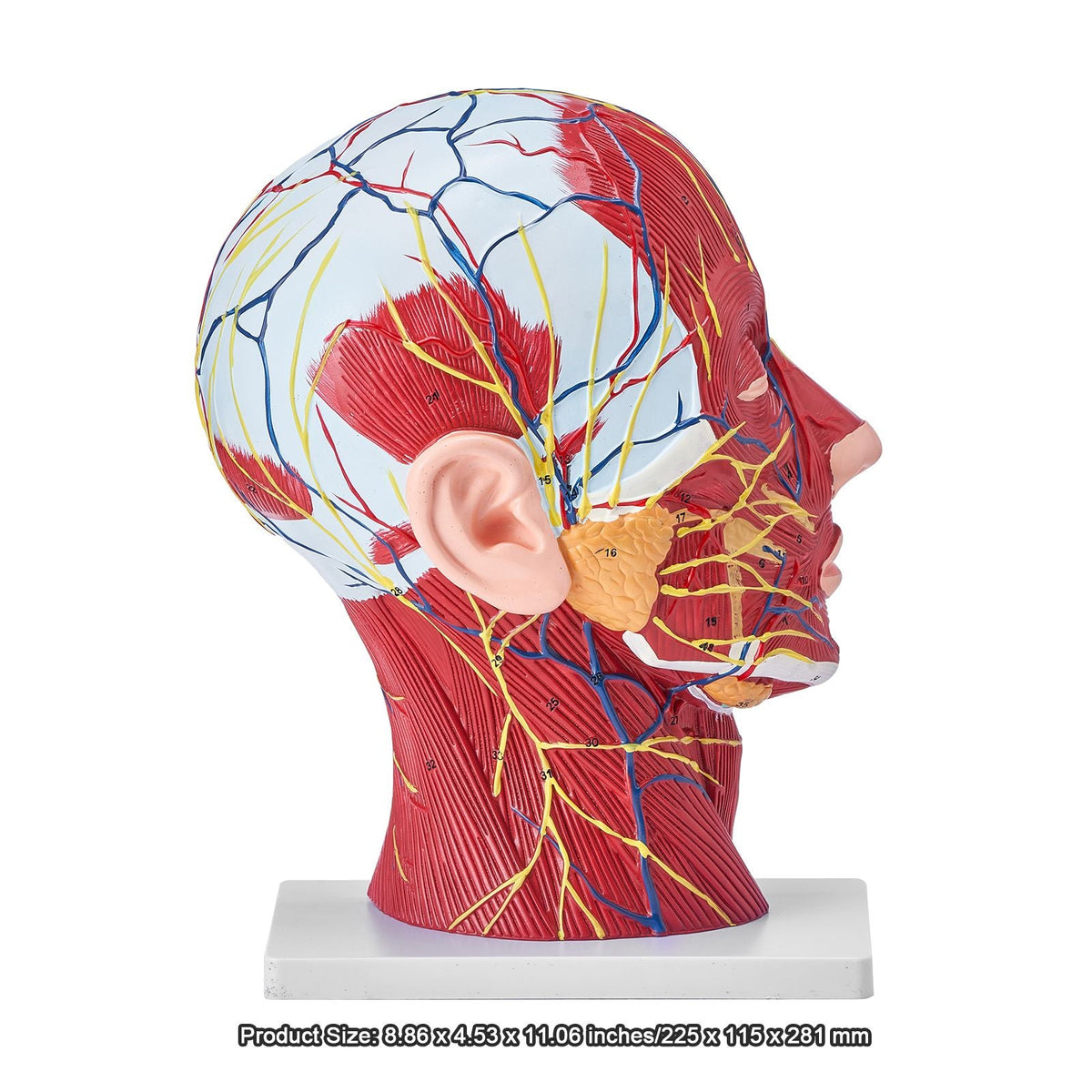 Human Half Head Superficial Neurovascular Model with Musculature, 1:1 Life Size Anatomical Head Neck Model Skull and Brain for Professional Teaching Learning, Kids Learning Education Display