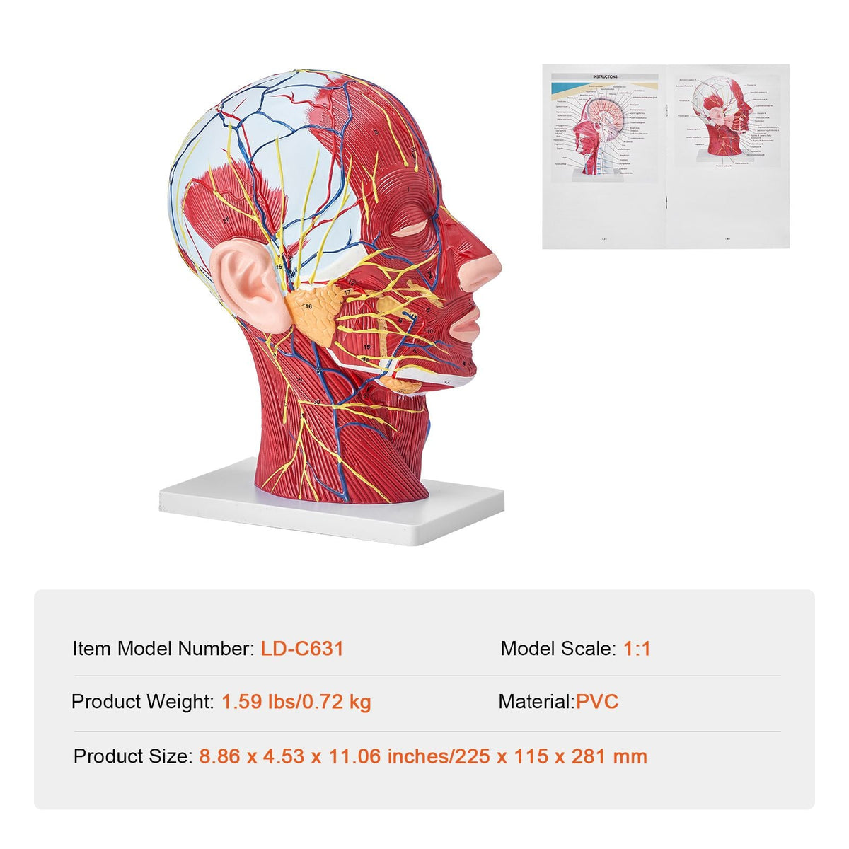 Human Half Head Superficial Neurovascular Model with Musculature, 1:1 Life Size Anatomical Head Neck Model Skull and Brain for Professional Teaching Learning, Kids Learning Education Display