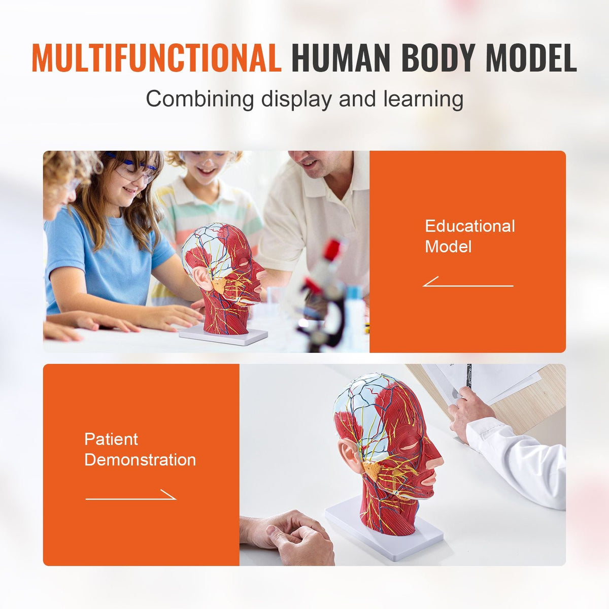 Human Half Head Superficial Neurovascular Model with Musculature, 1:1 Life Size Anatomical Head Neck Model Skull and Brain for Professional Teaching Learning, Kids Learning Education Display