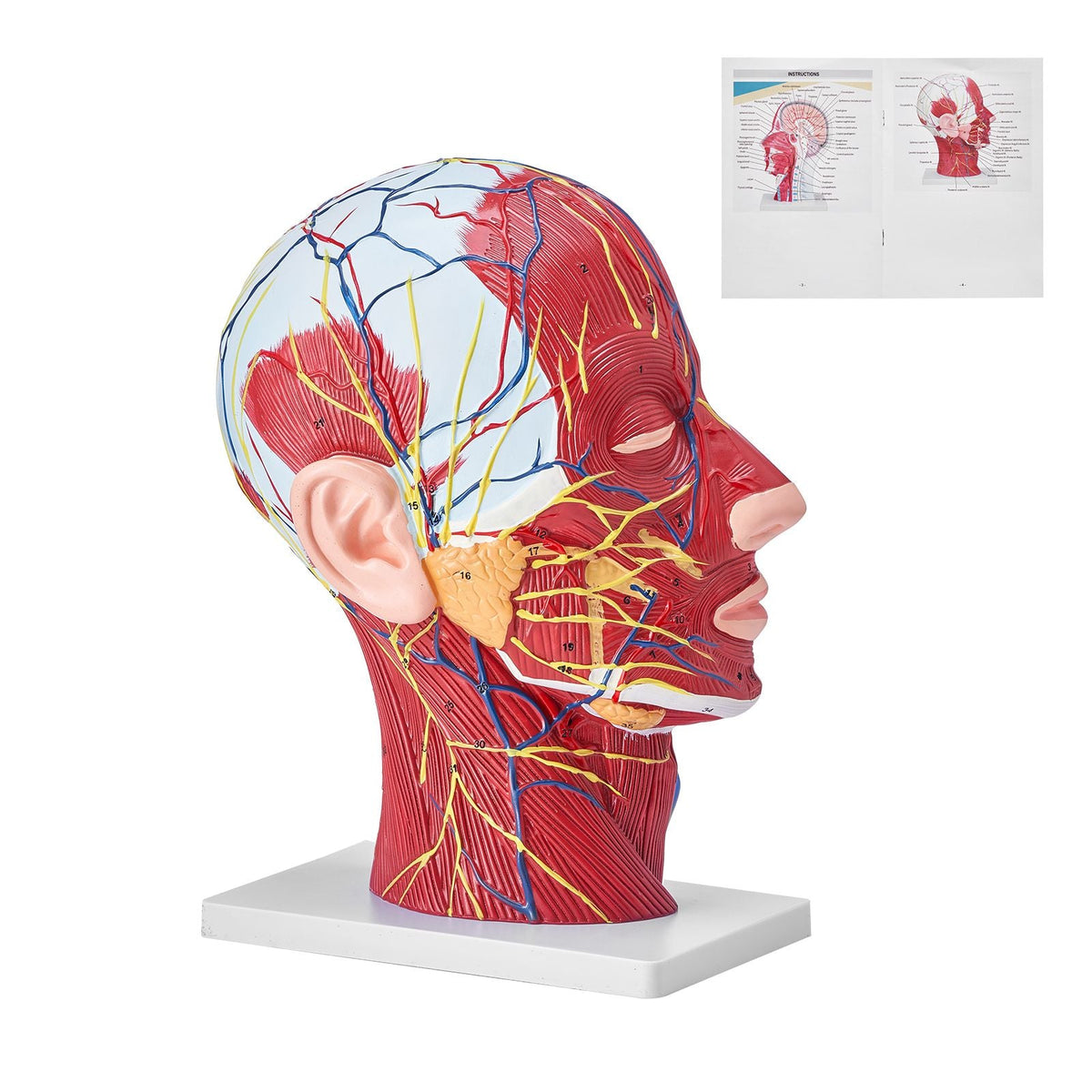 Human Half Head Superficial Neurovascular Model with Musculature, 1:1 Life Size Anatomical Head Neck Model Skull and Brain for Professional Teaching Learning, Kids Learning Education Display