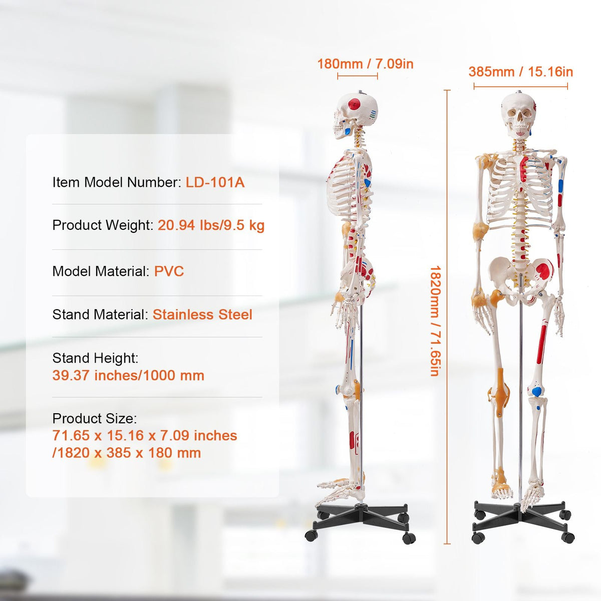 Human Skeleton Model for Anatomy, 71.65" Life Size, Accurate PVC Anatomy Skeleton Model with Ligaments, Movable Arms, Legs & Jaw, with Muscle Origin & Insertion Points, for Professional Teaching