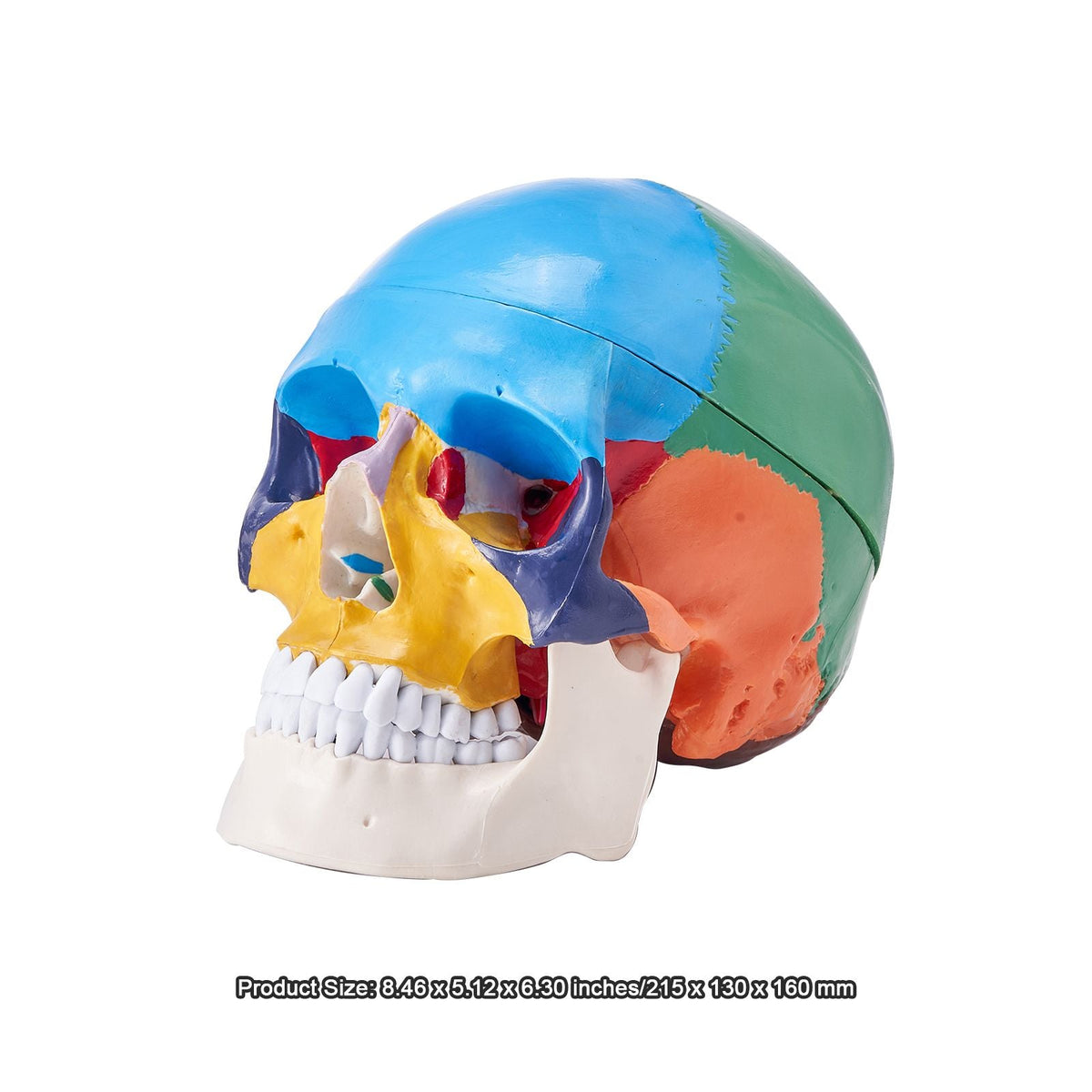 Human Skull Model, 3 Parts Human Skull Anatomy, Life-Size Painted Anatomy Skull Model, PVC Anatomical Skull, Detachable Learning Skull Model, for Professional Teaching, Researching and Learning