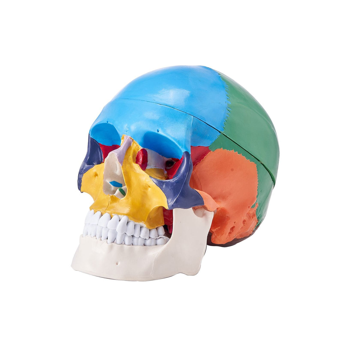 Human Skull Model, 3 Parts Human Skull Anatomy, Life-Size Painted Anatomy Skull Model, PVC Anatomical Skull, Detachable Learning Skull Model, for Professional Teaching, Researching and Learning